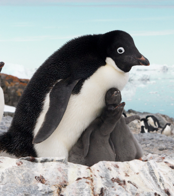 HAPPY FEET III: ADÉLIE Penguin Population is Actually on the Rise